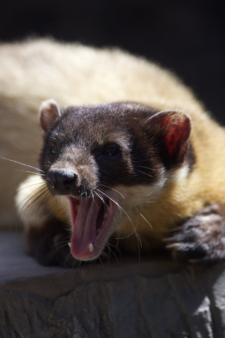 Yellow-throated marten/ Martes flavigula