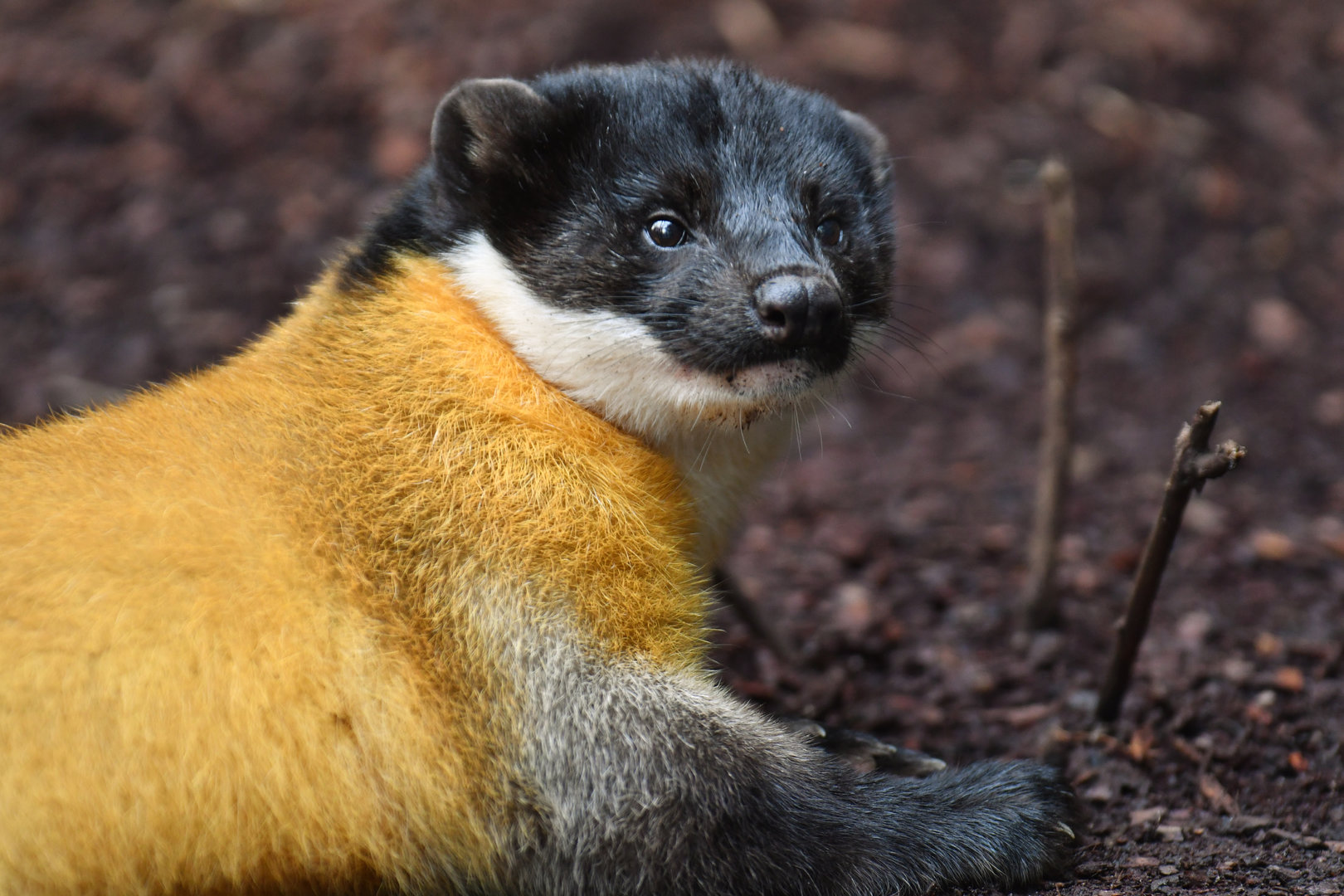 Yellow-throated marten (Martes flavigula)