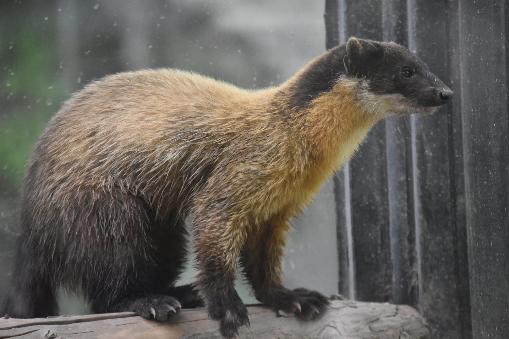 yellow-throated marten (Martes flavigula)
