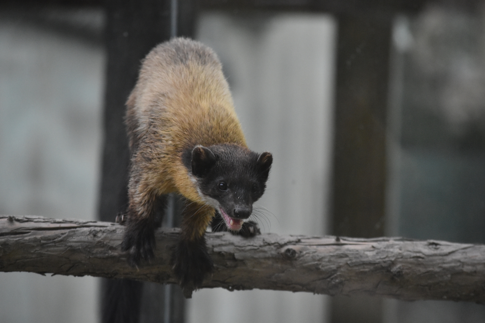 yellow-throated marten (Martes flavigula)