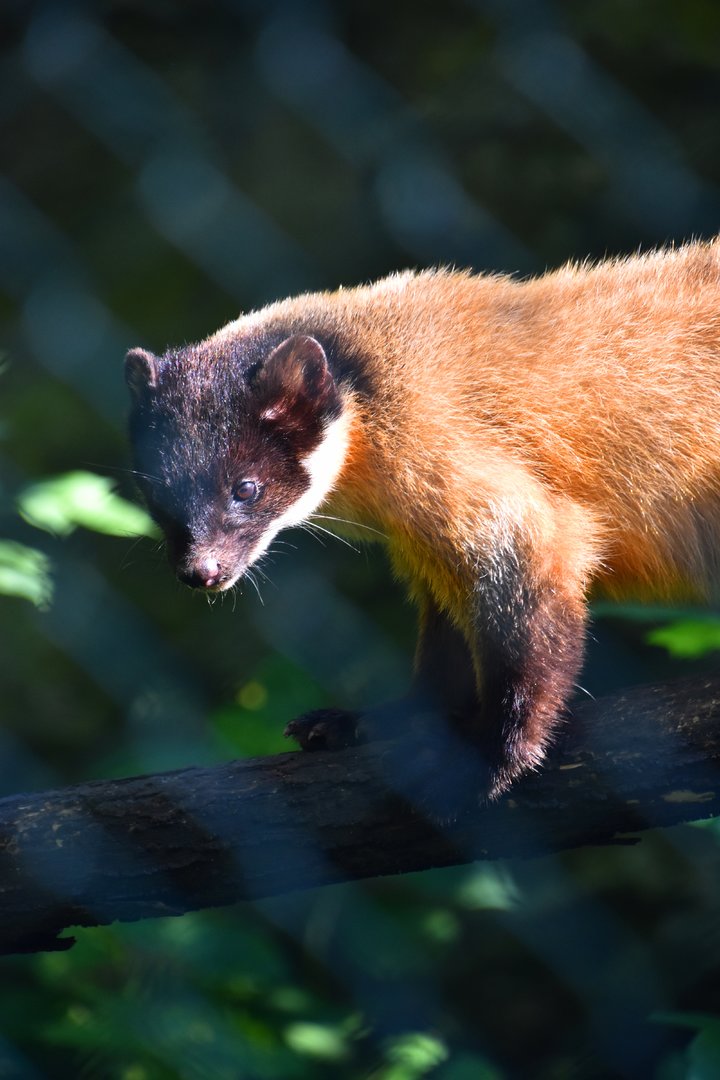 Yellow throated marten, Martes flavigula