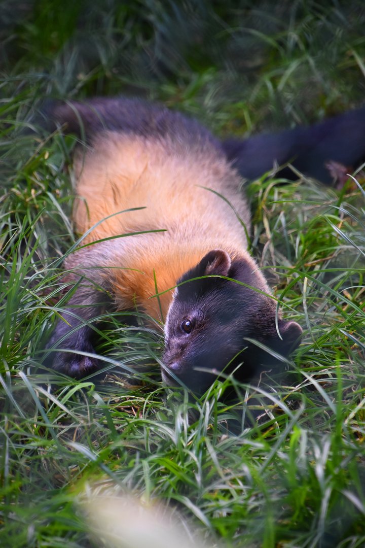 Yellow throated marten, Martes flavigula