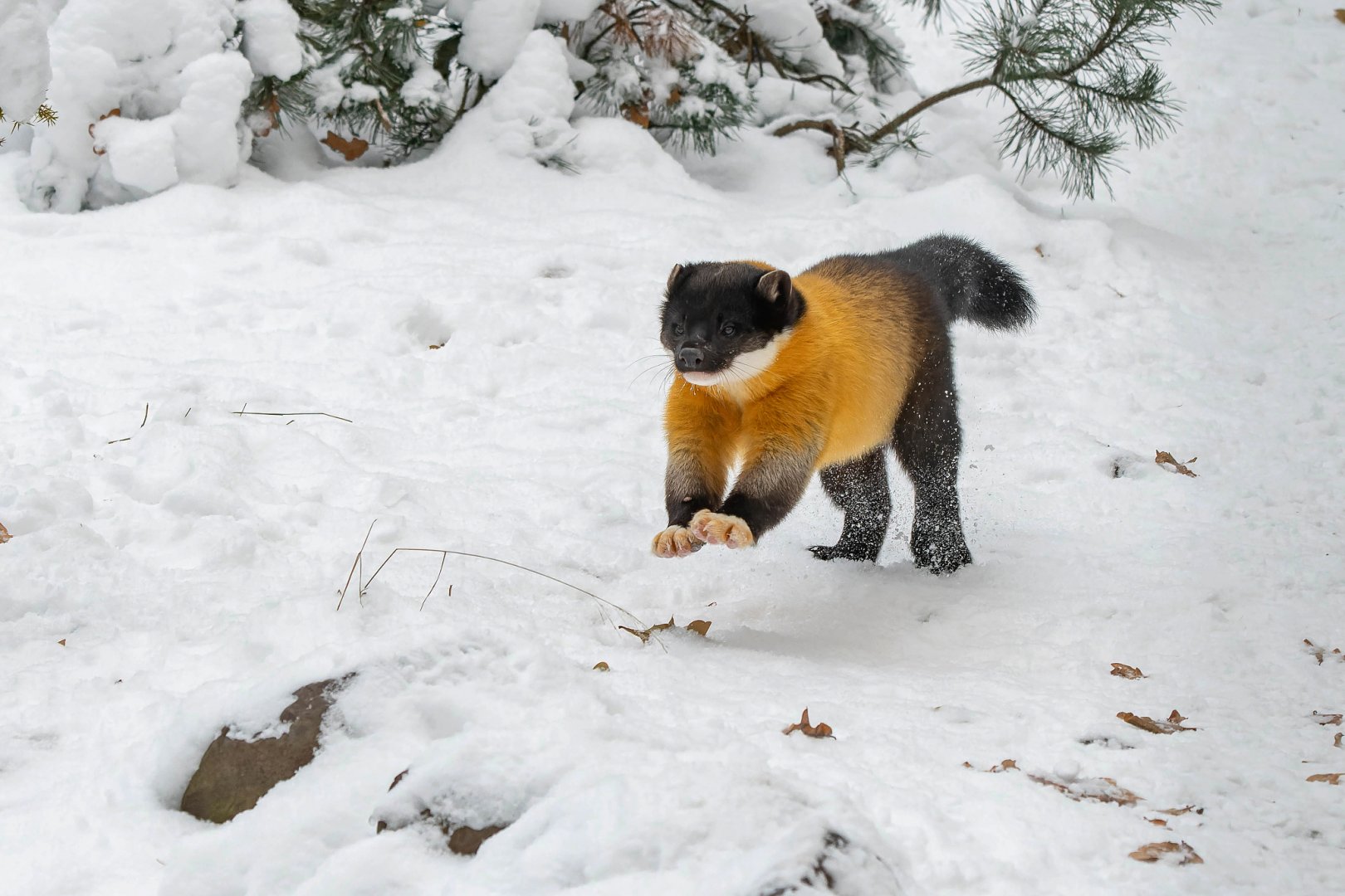 Yellow-throated marten (Martes flavigula)