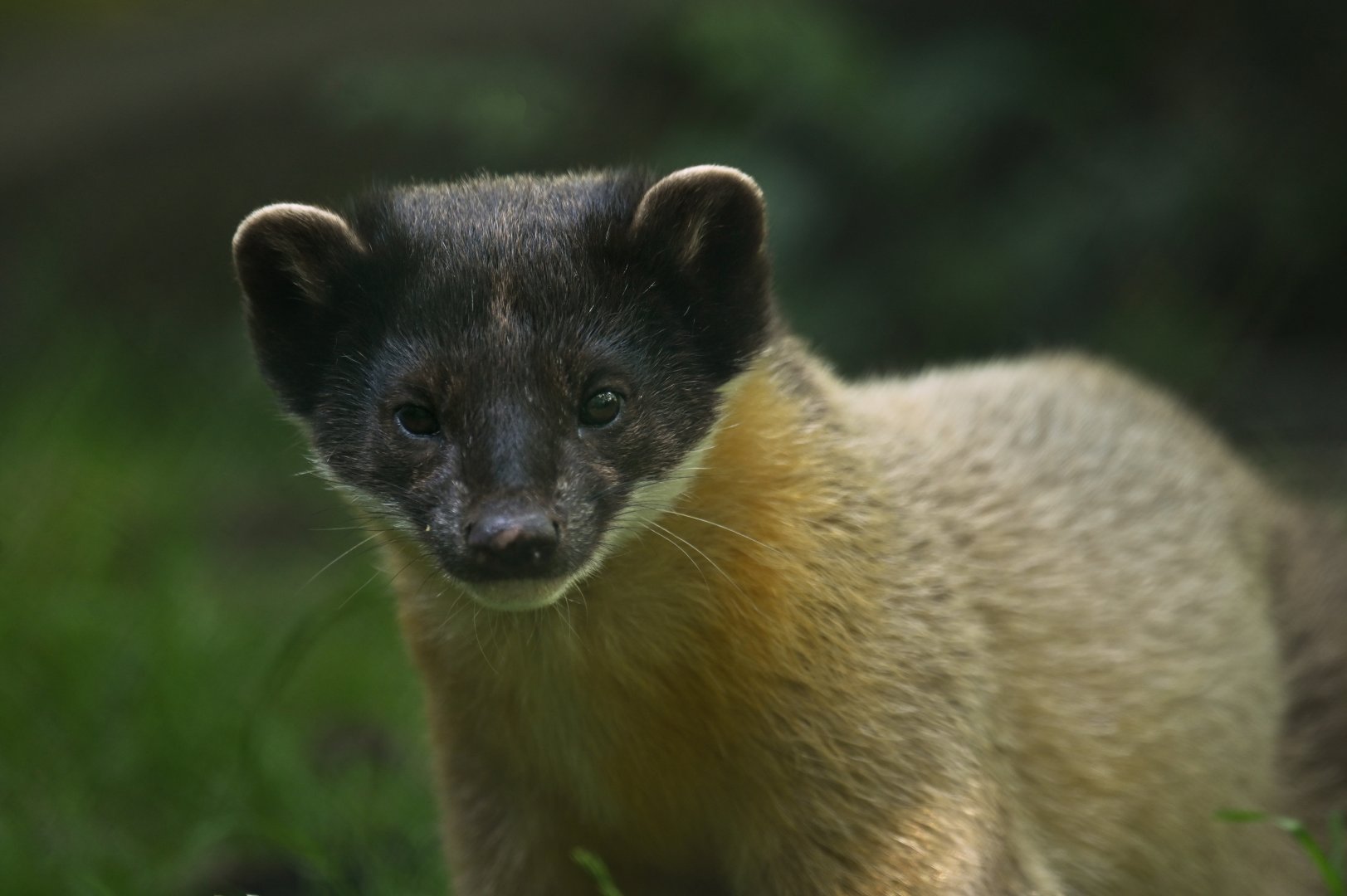 Yellow-throated marten (Martes flavigula)