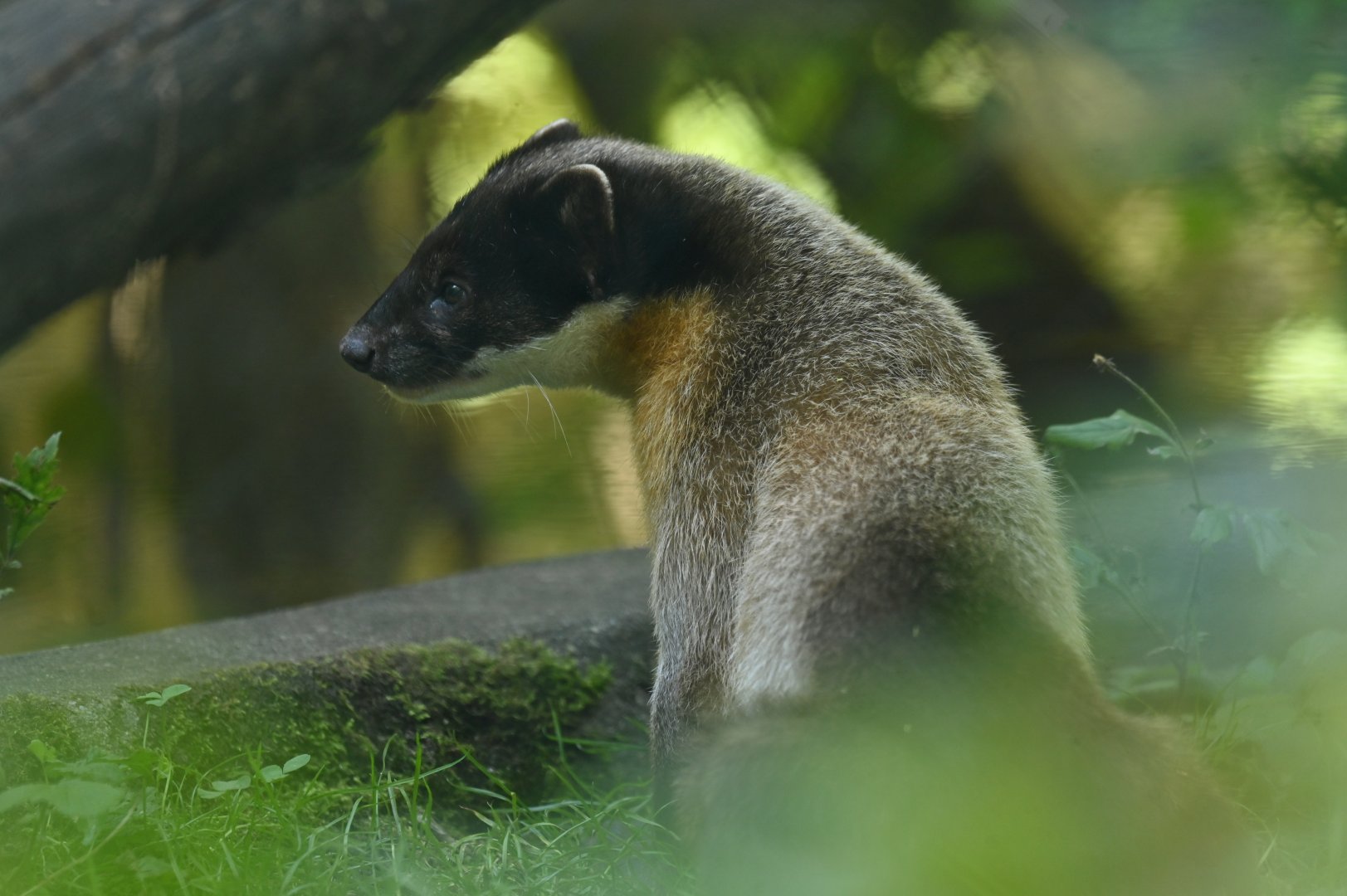 Yellow-throated marten (Martes flavigula)