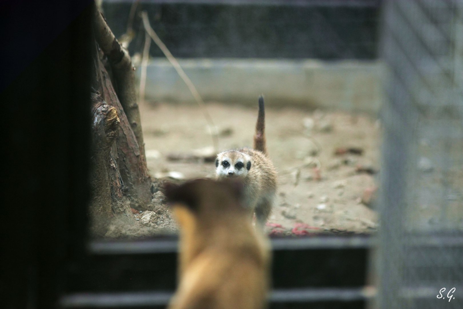 Yellow-throated marten meets its new neighbors