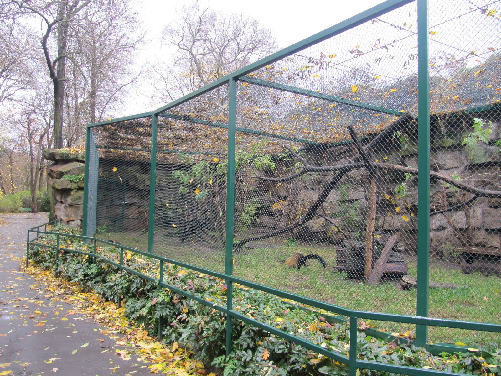 yellow throated marten nov 2010