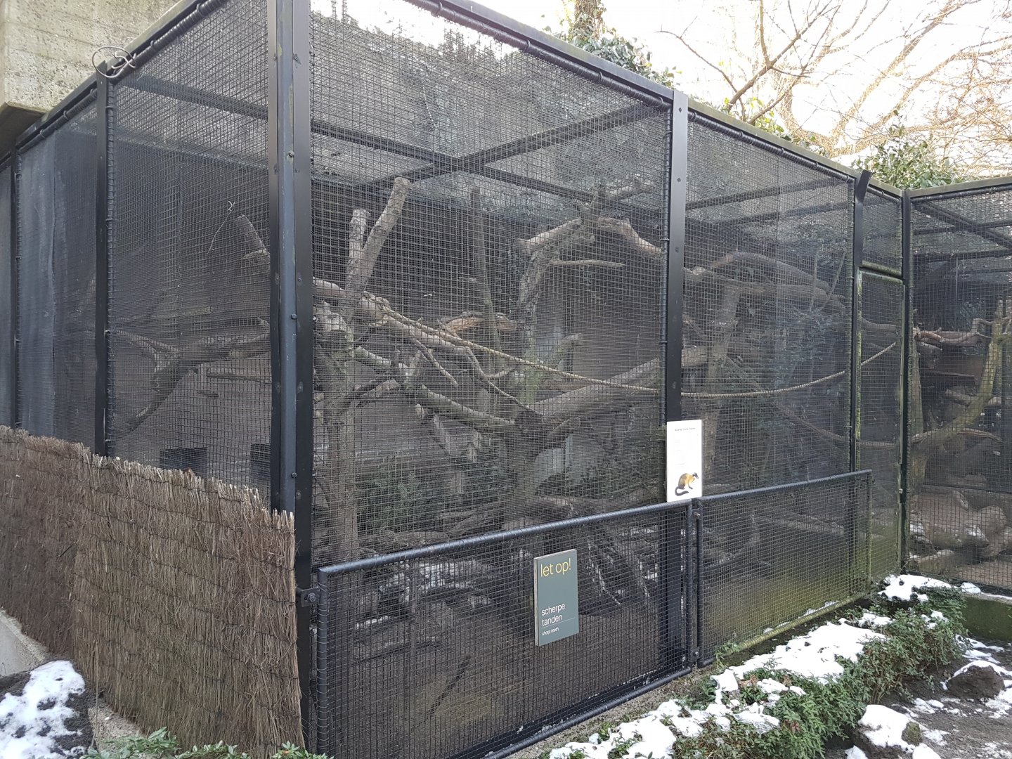 Yellow-throated marten outdoor-enclosure