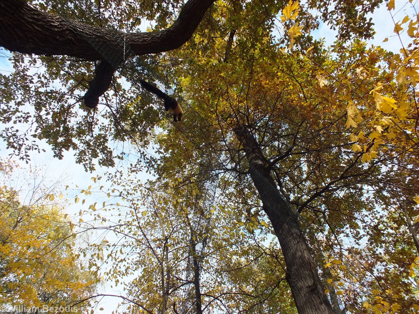 Yellow-throated Marten Overhead