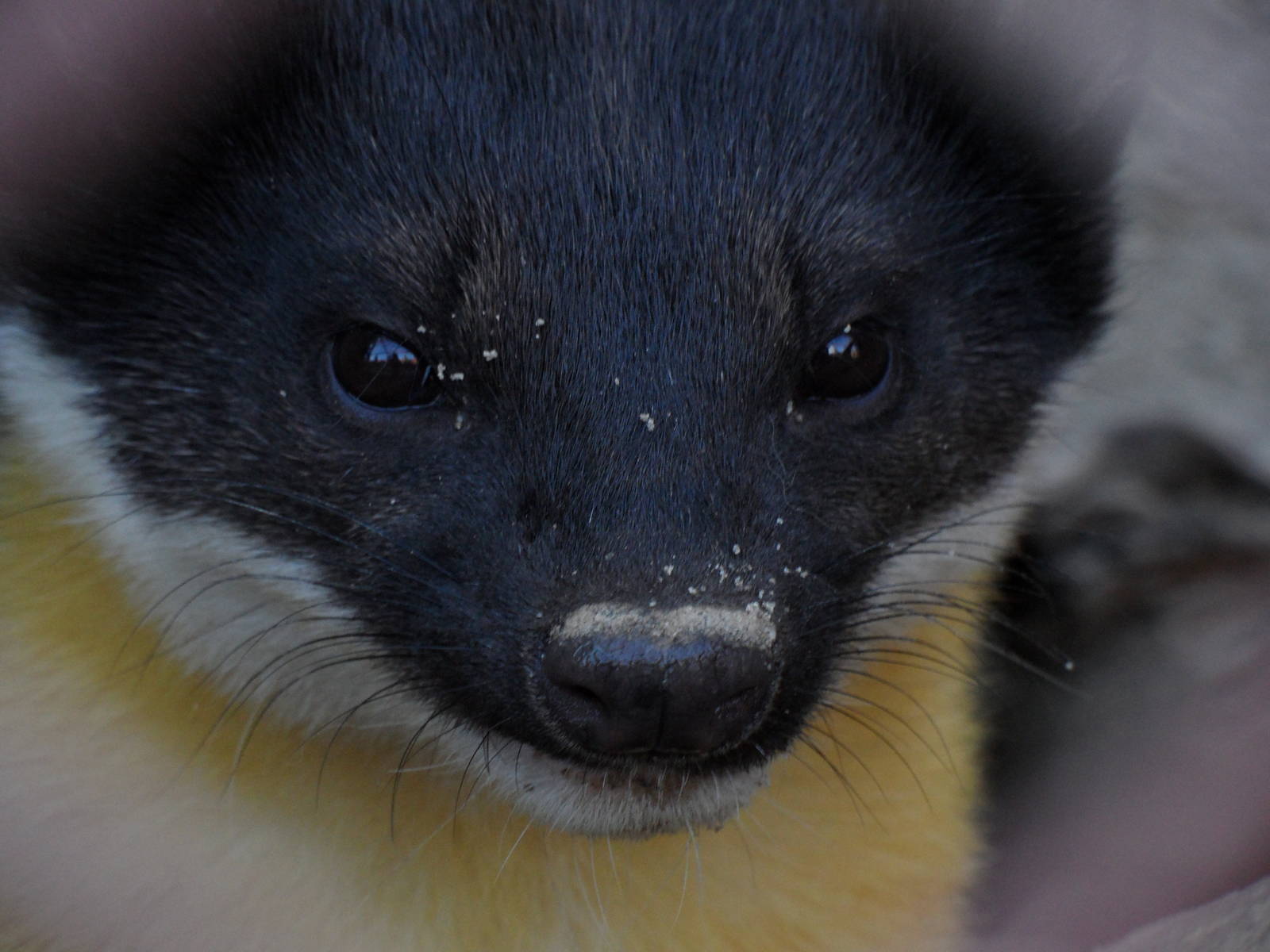 Yellow-throated marten, portrait