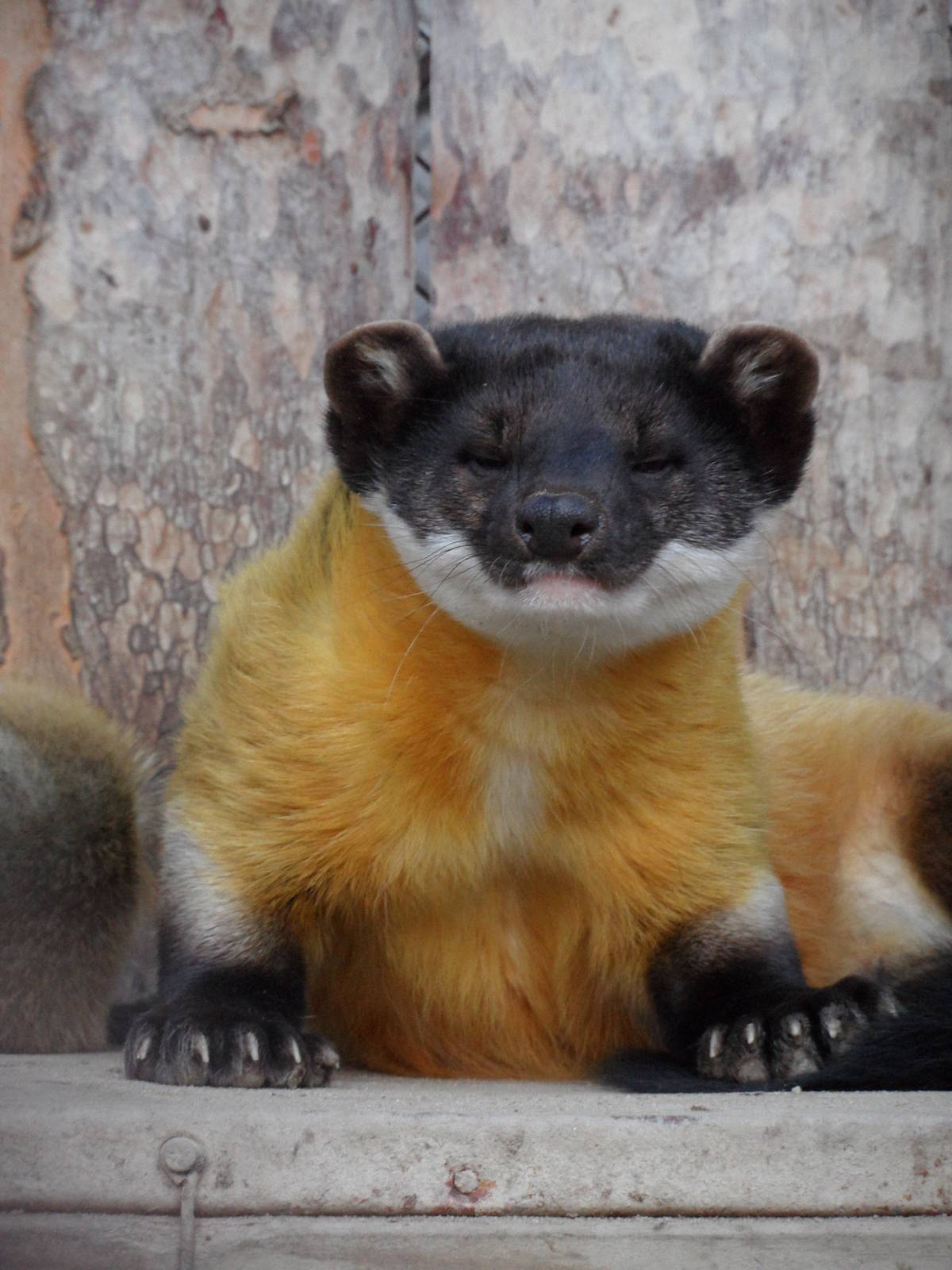 Yellow-throated marten, relaxing