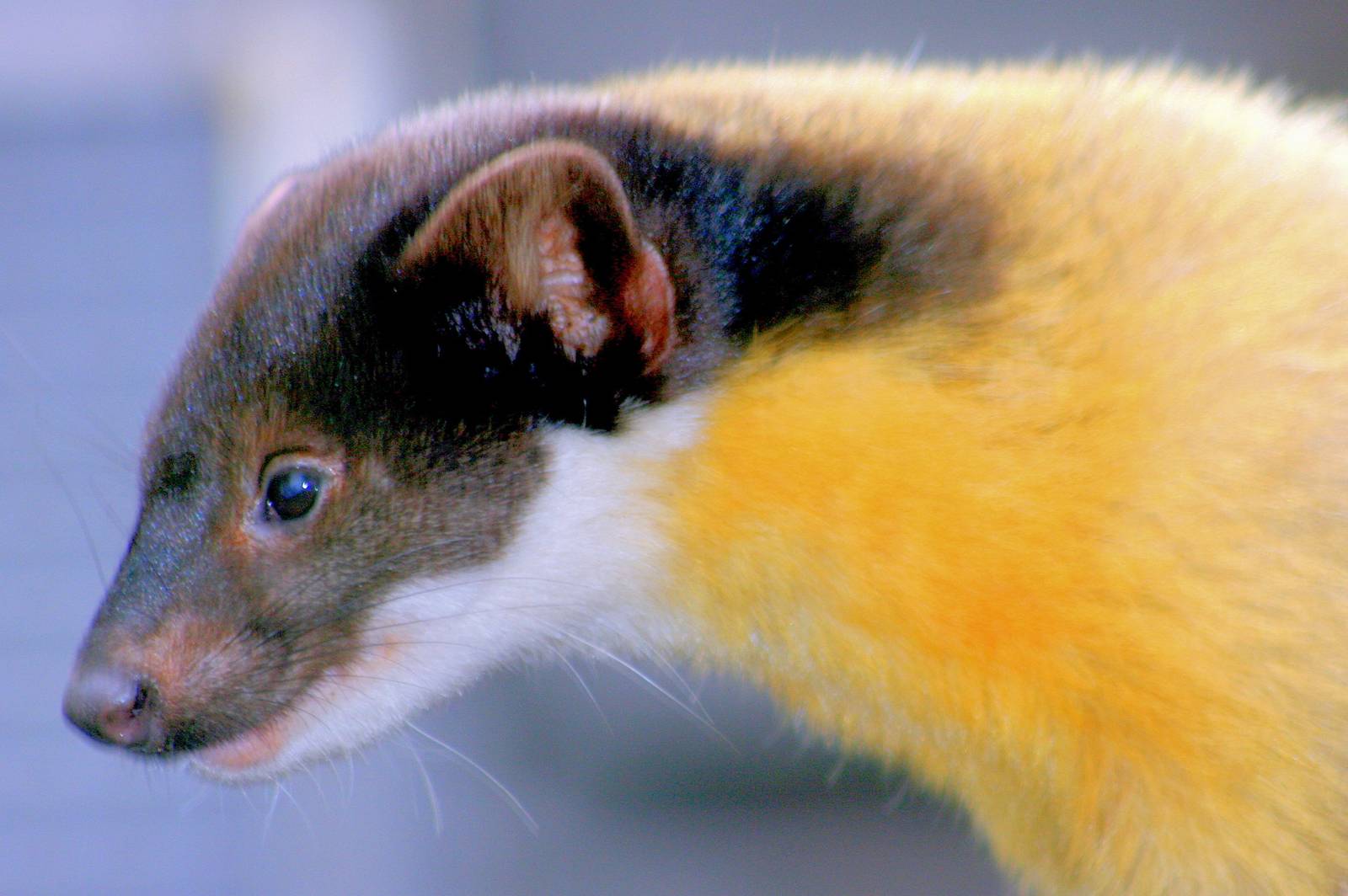 Yellow-throated marten; RSCC; 21st March 2015