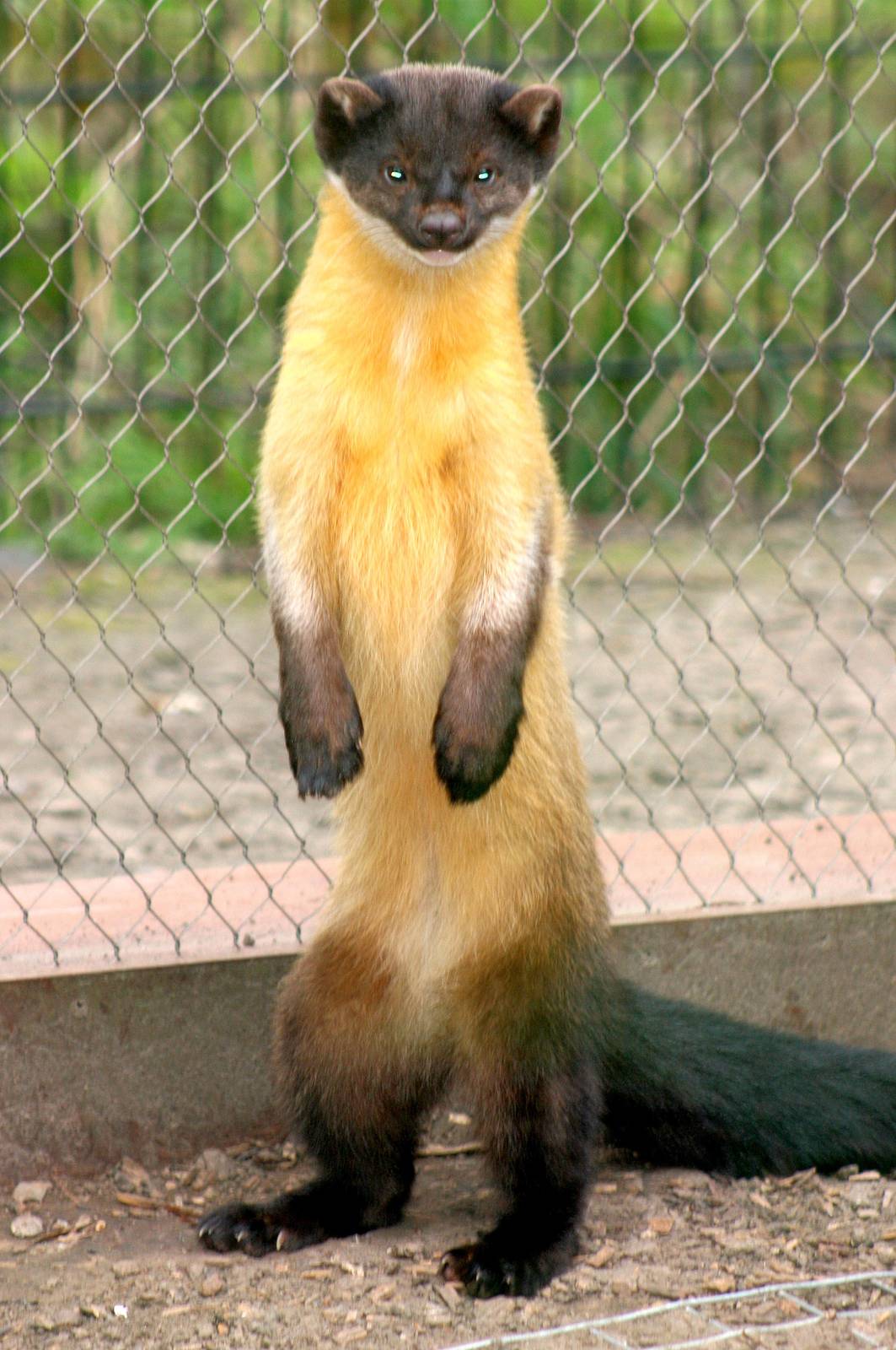 Yellow-throated marten; RSCC; 21st March 2015