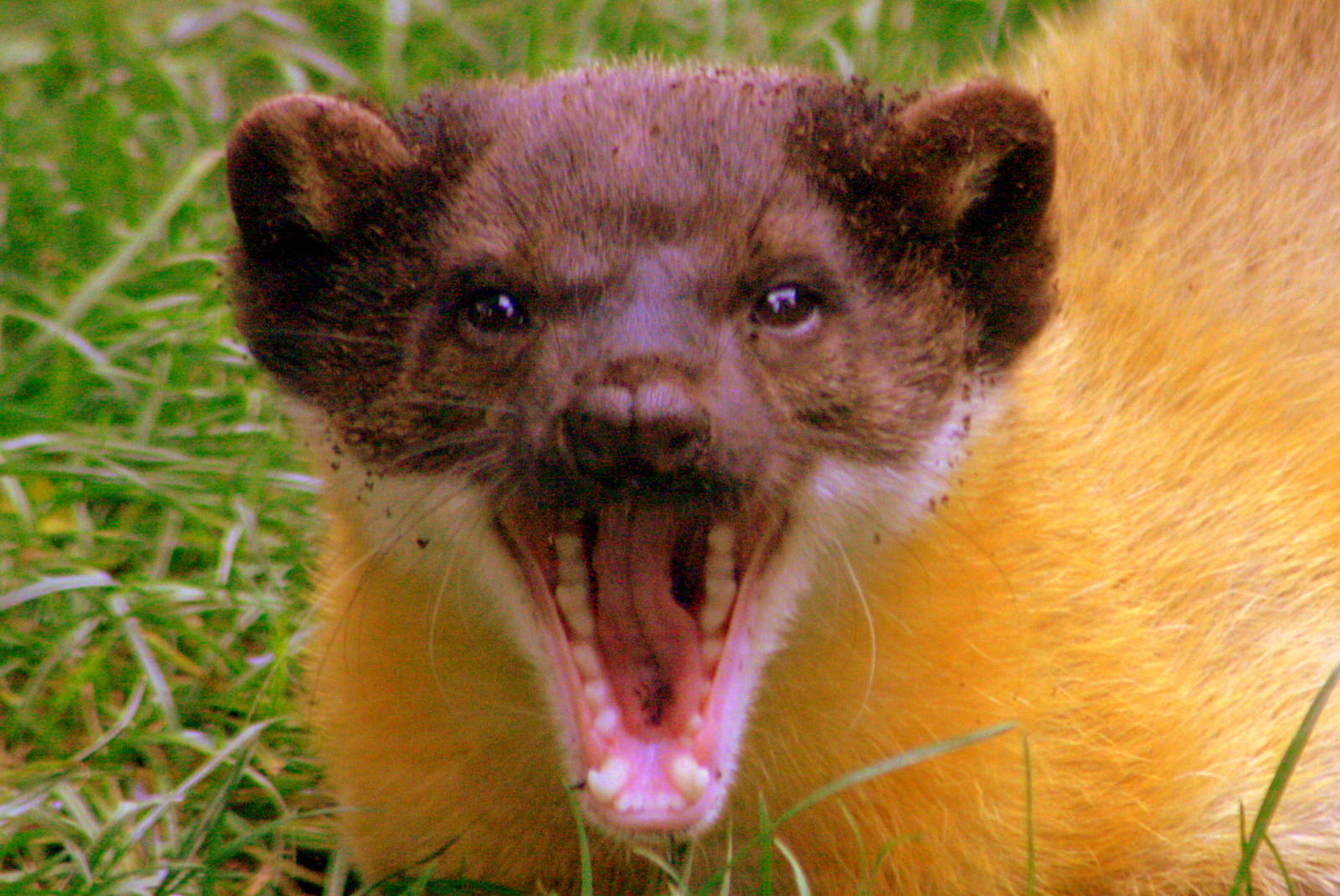Yellow-throated marten; RSCC; 21st September 2014