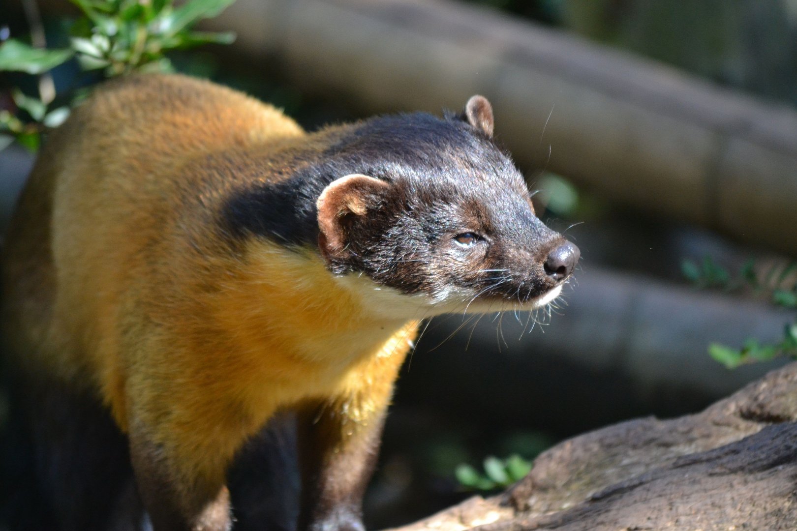 Yellow Throated Marten - September 2015