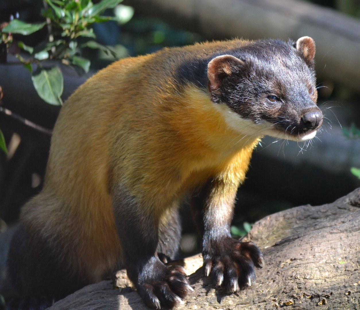 Yellow Throated Marten - September 2015