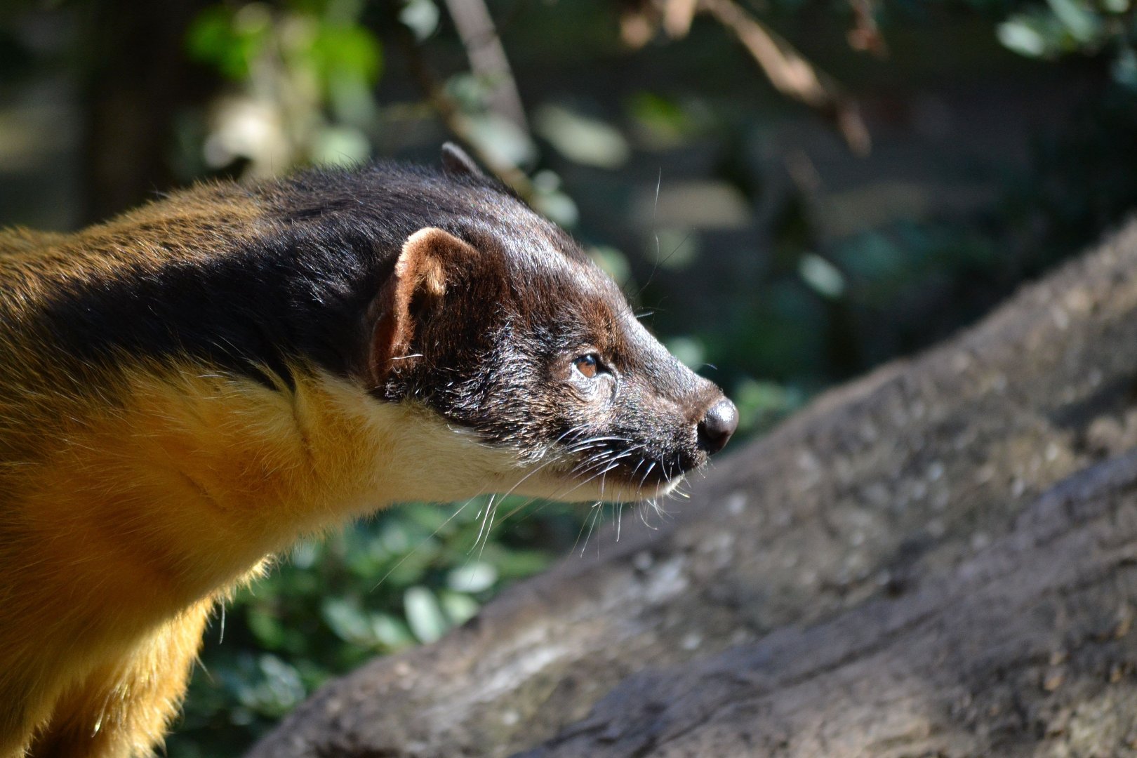 Yellow Throated Marten - September 2015