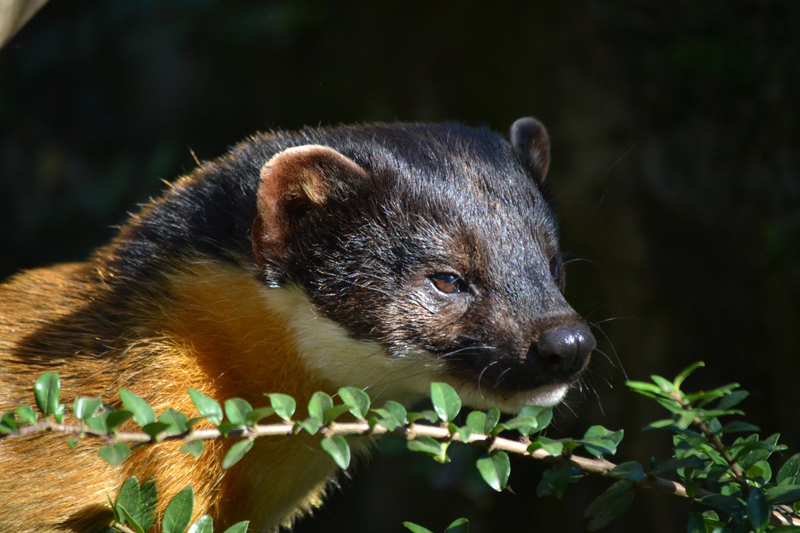 Yellow Throated Marten - September 2015