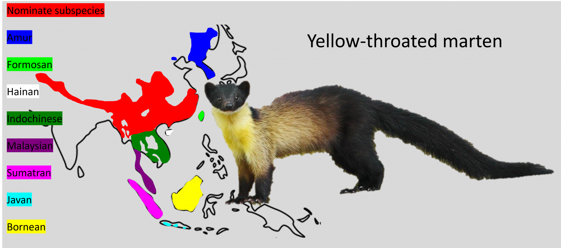 Yellow throated marten - subspecies distributions
