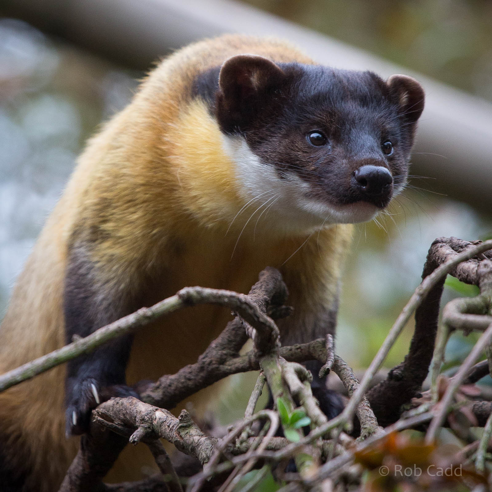 Yellow-throated marten : Twycross : 19 Sep 2014