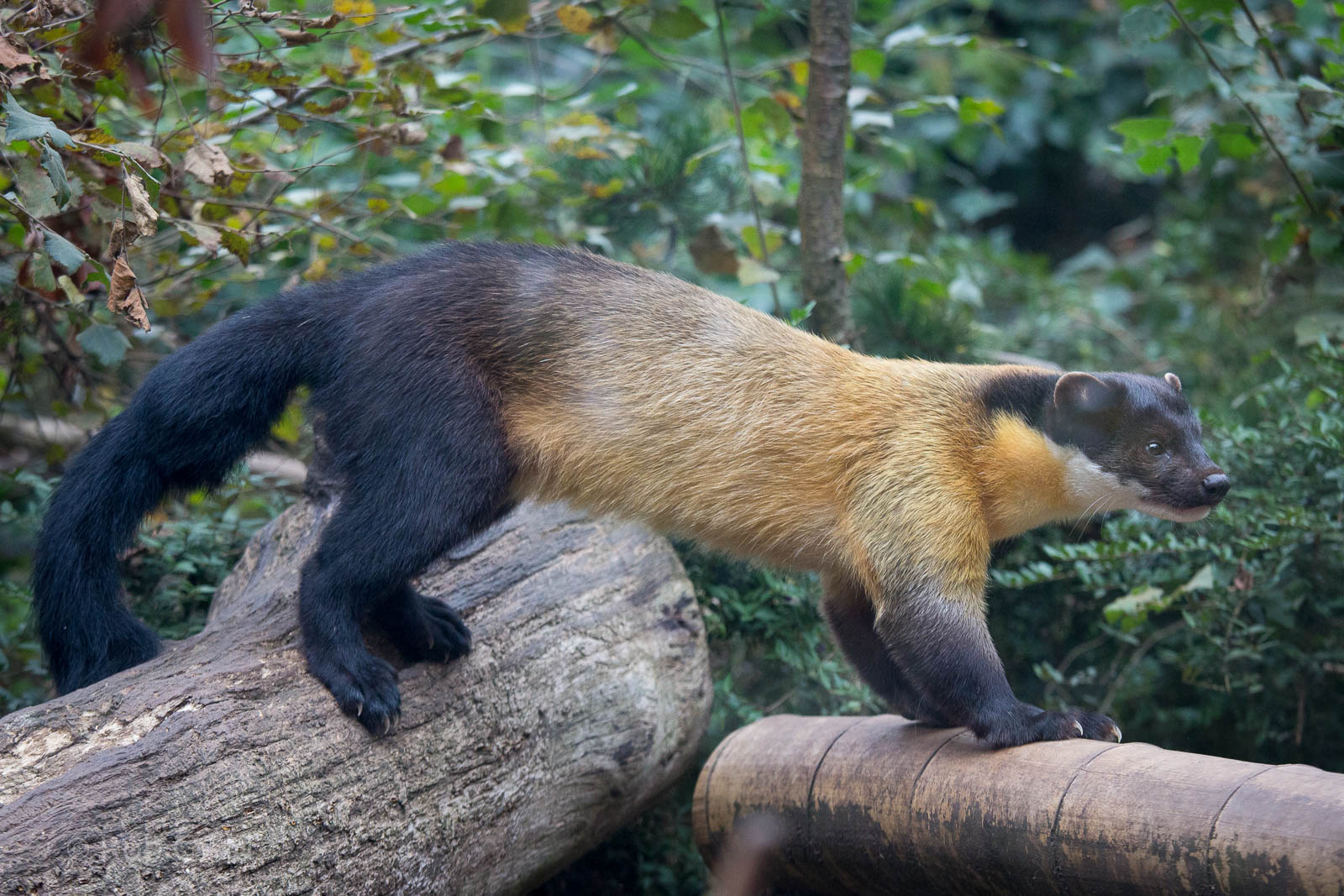 Yellow-throated marten : Twycross : 19 Sep 2014