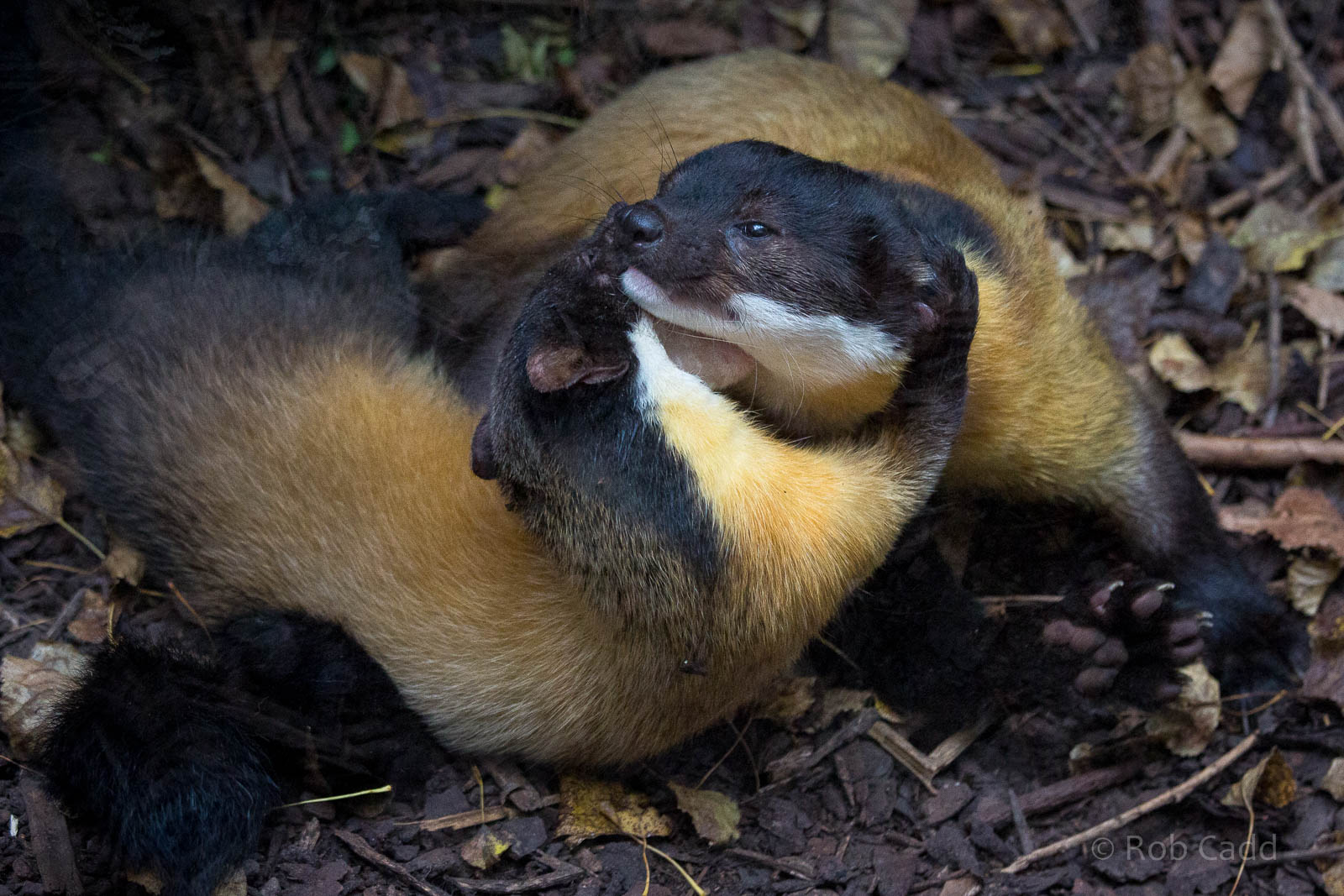 Yellow-throated marten : Twycross : 19 Sep 2014