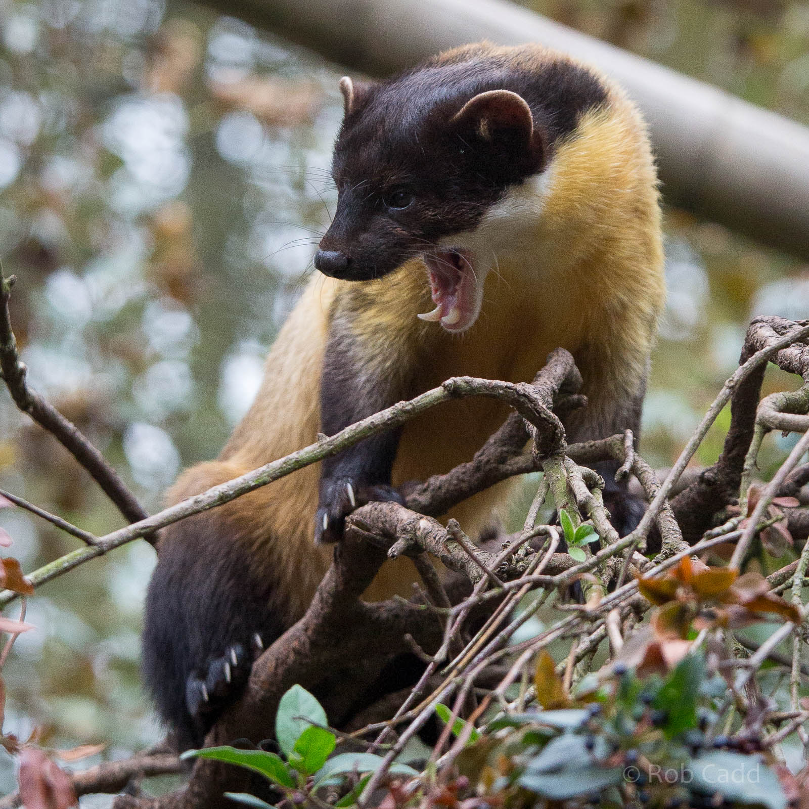 Yellow-throated marten : Twycross : 19 Sep 2014
