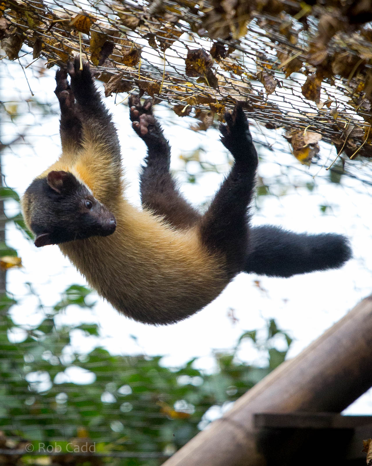 Yellow-throated marten : Twycross : 19 Sep 2014
