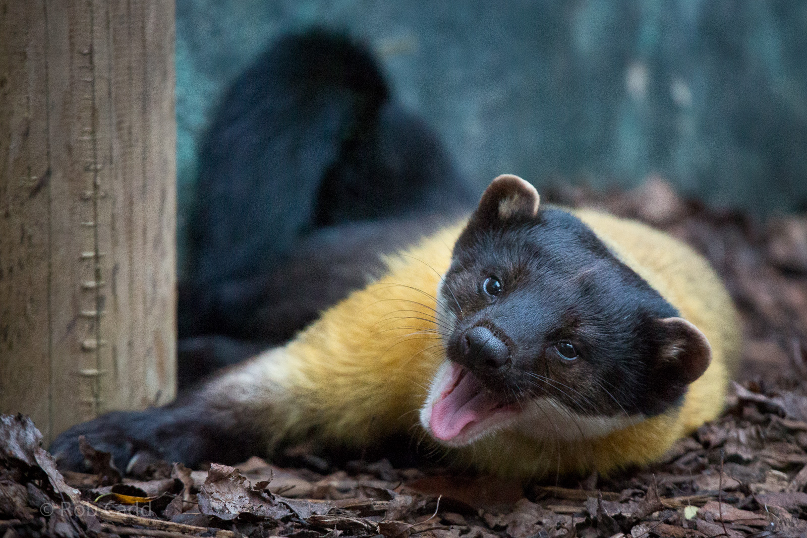 Yellow-throated marten : Twycross :  31 Oct 2014