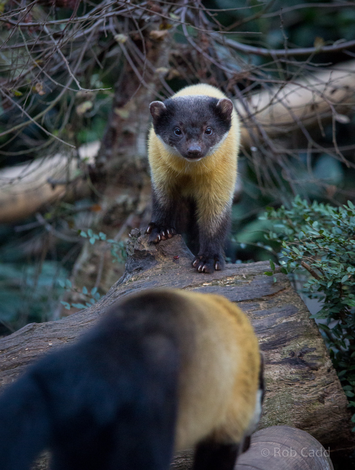 Yellow-throated marten : Twycross :  31 Oct 2014