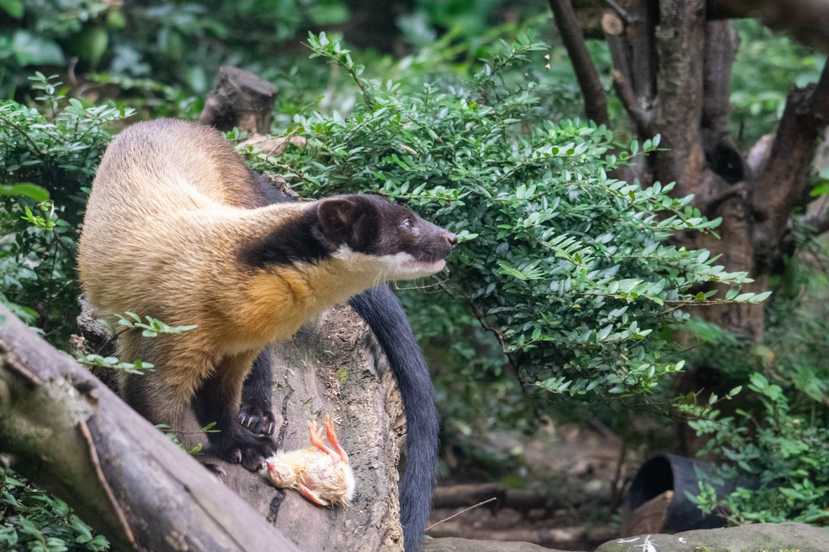 Yellow Throated Marten with dinner - Twycross Zoo