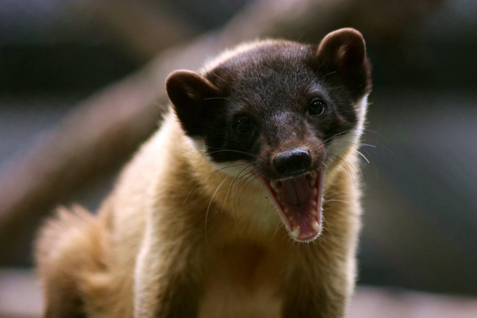 Yellow-throated marten yawn