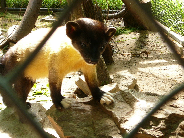 Yellow-throated Marten