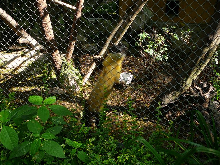 Yellow-throated Marten