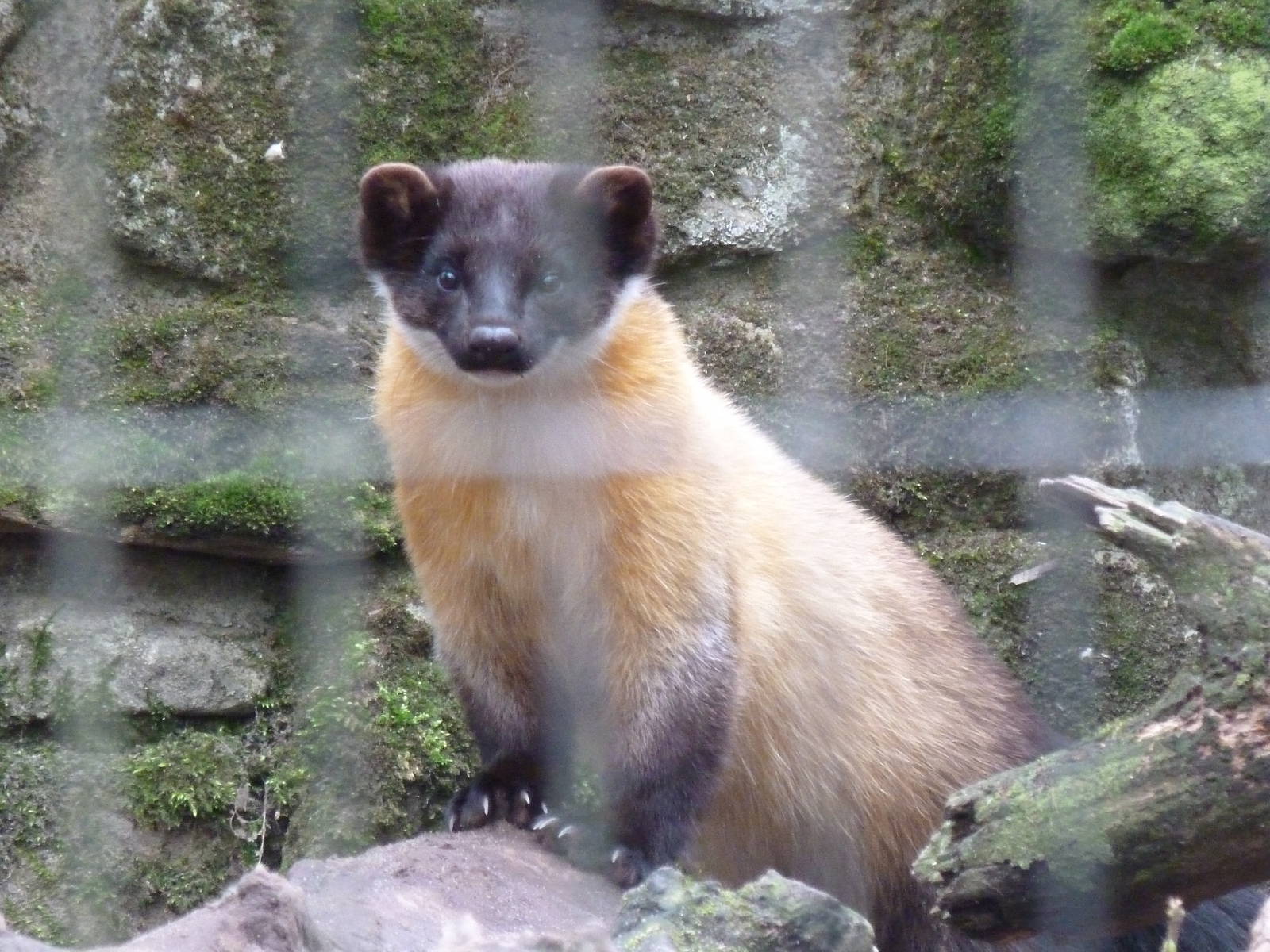 Yellow throated marten