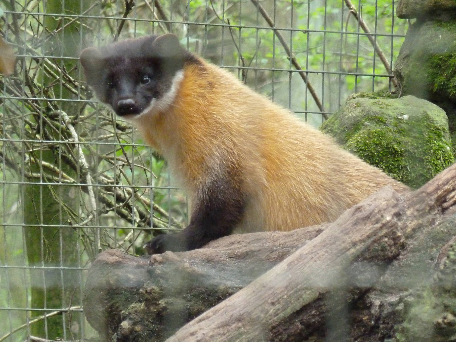 Yellow throated marten