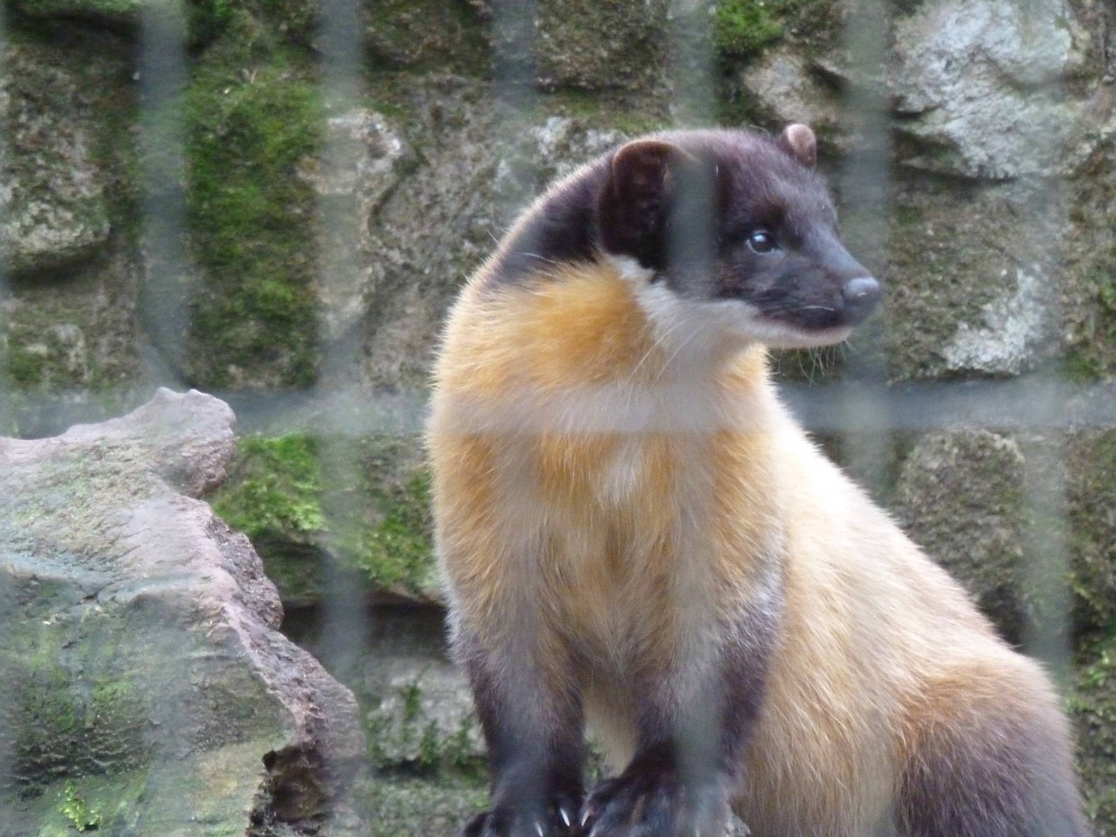 Yellow throated marten