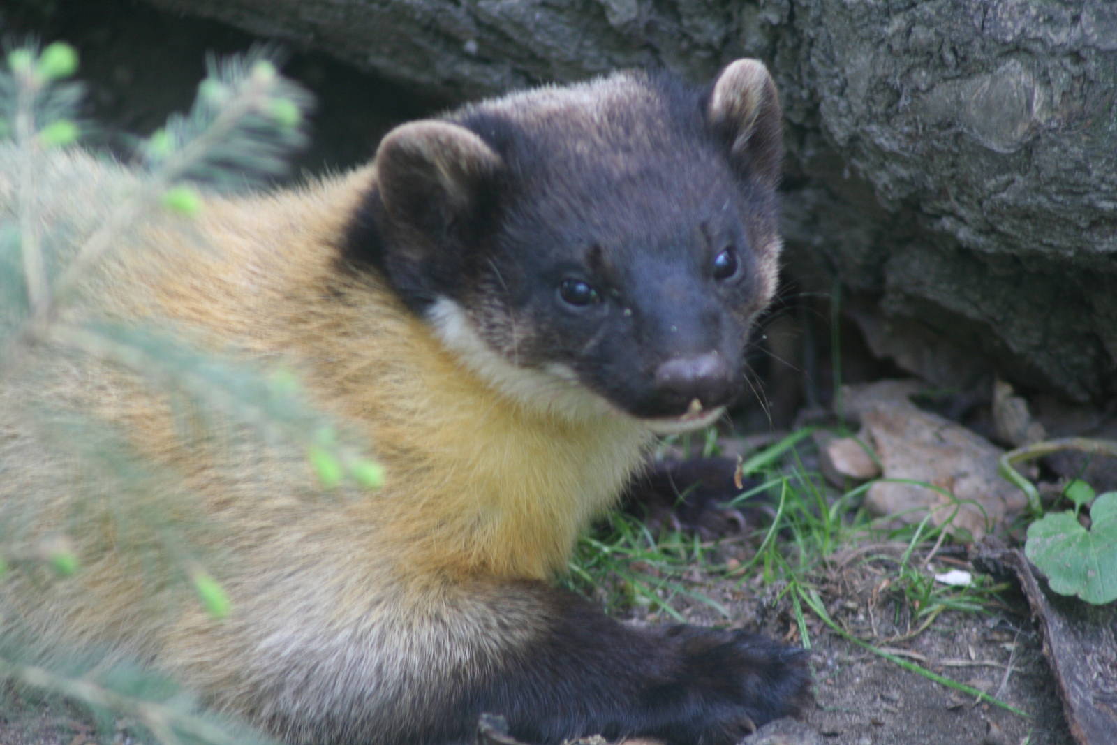 Yellow-throated marten