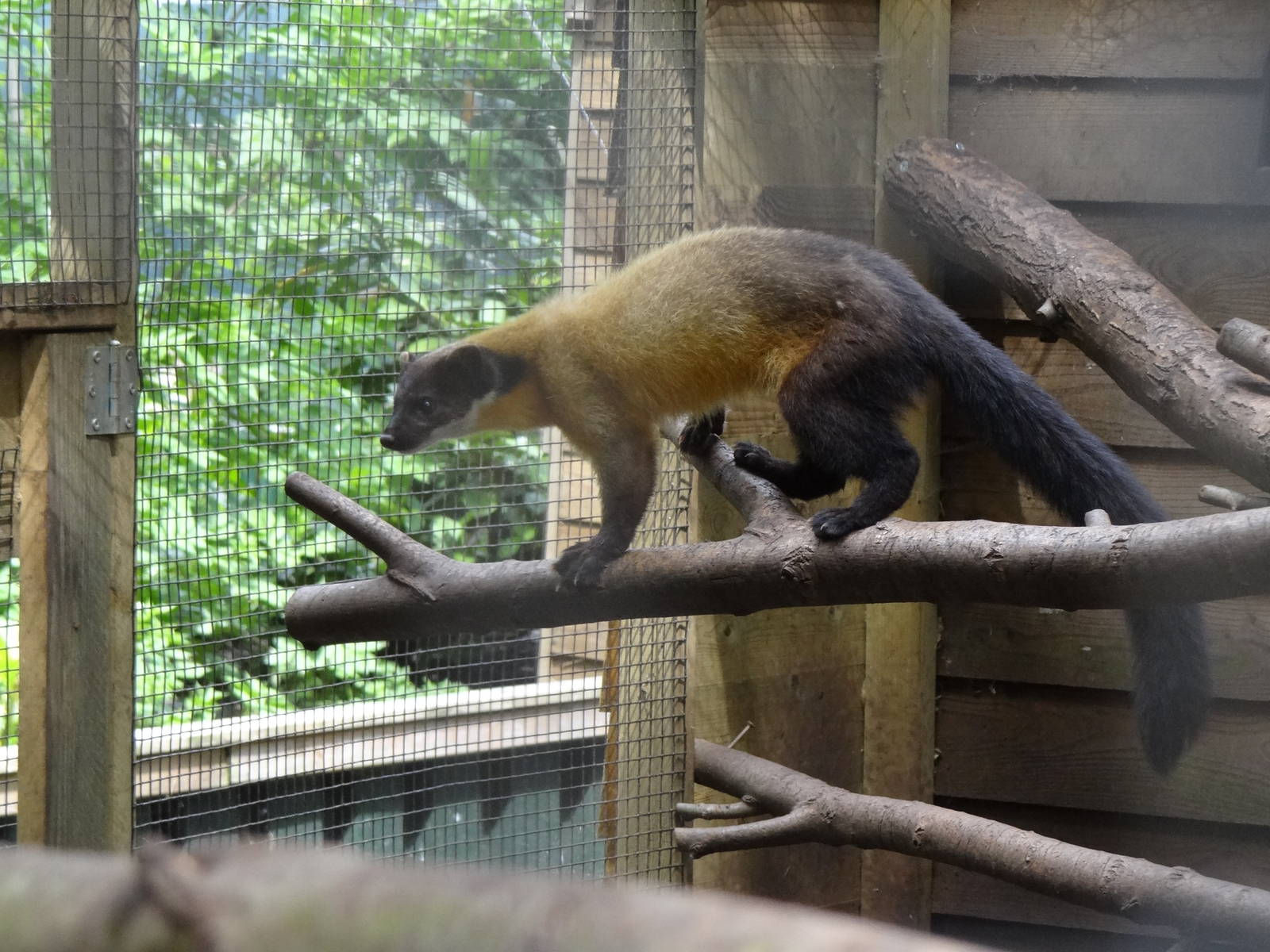 Yellow-throated marten