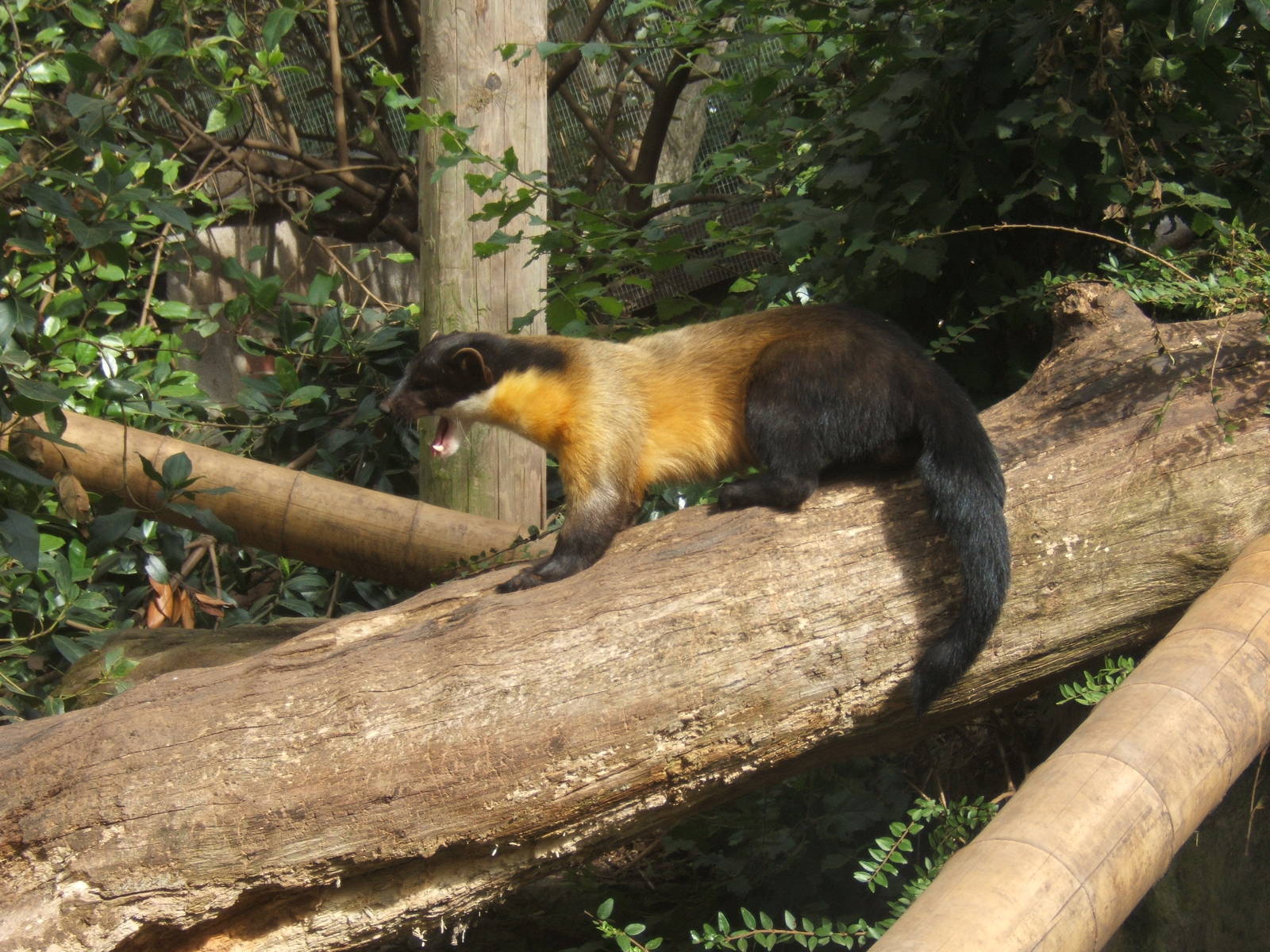 Yellow-throated Marten