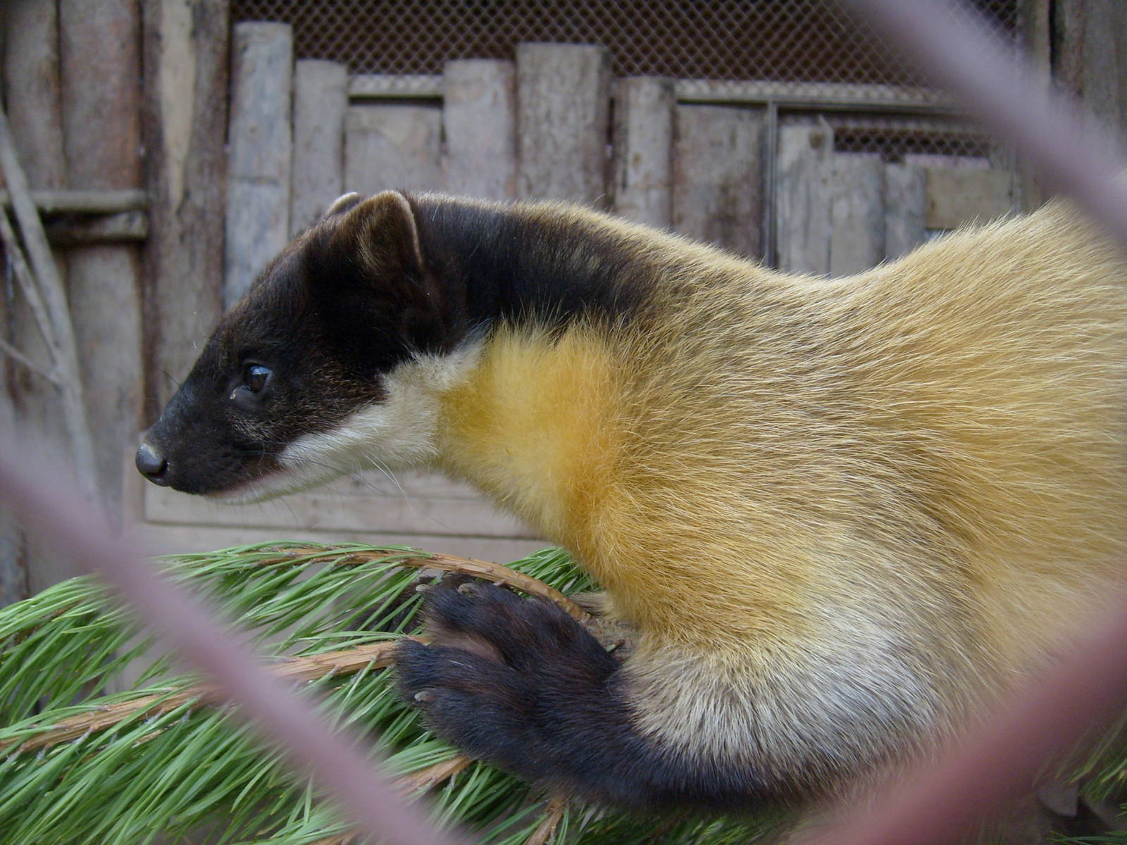 Yellow-throated marten