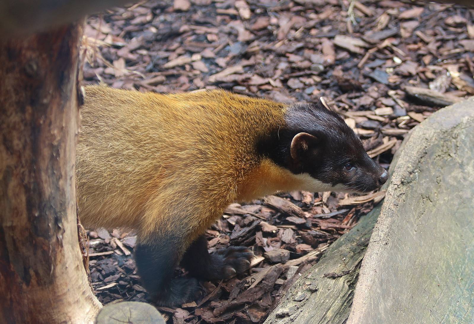 Yellow Throated Marten