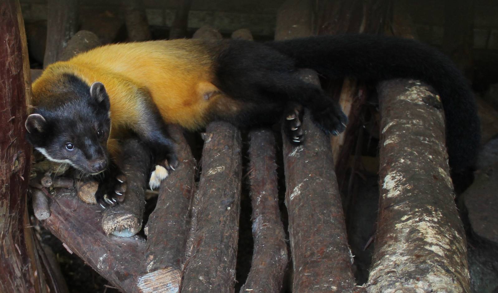 Yellow-throated marten