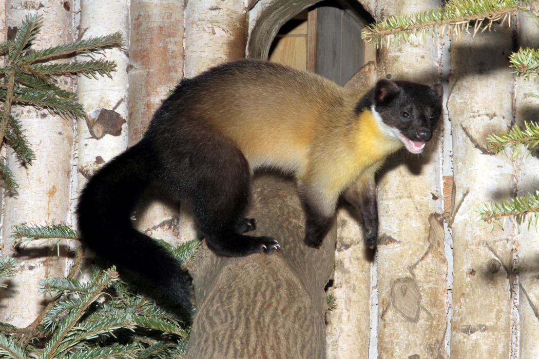 Yellow-throated marten