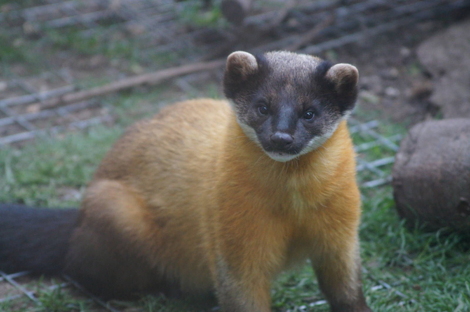 Yellow-throated marten