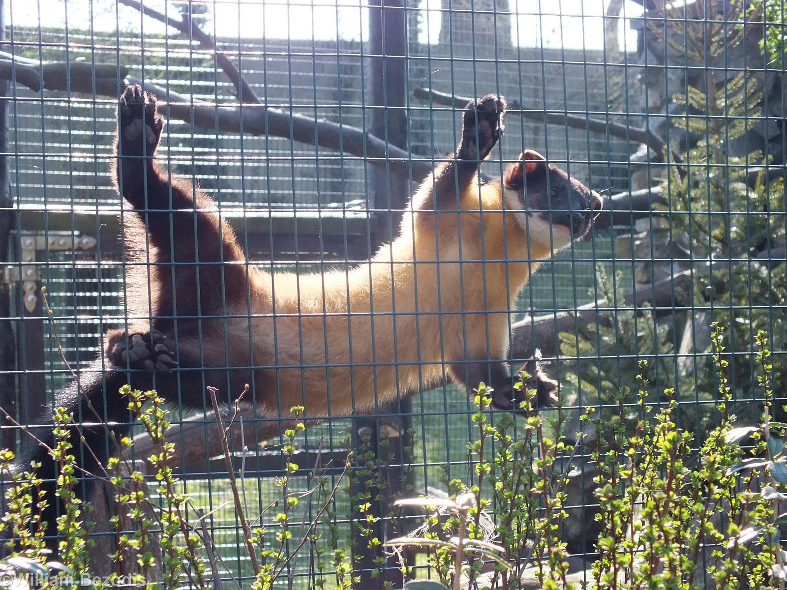 Yellow-throated Marten
