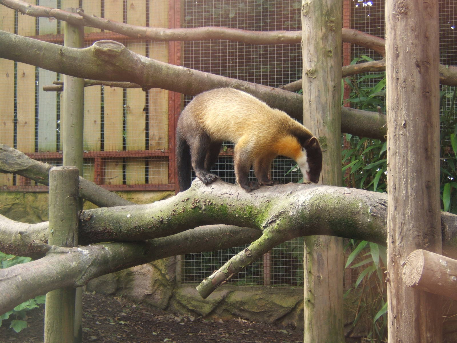 Yellow-throated Marten