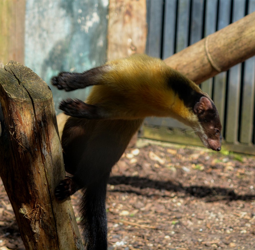 Yellow Throated Marten