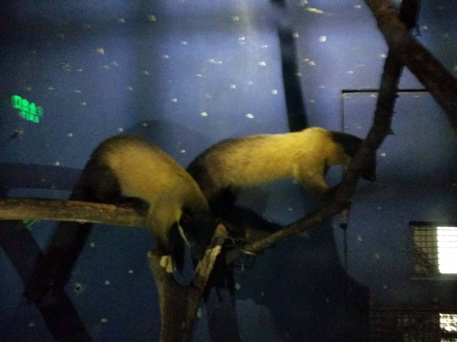 Yellow-throated Marten