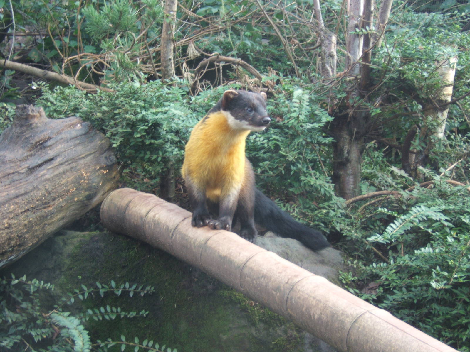 Yellow-throated Marten